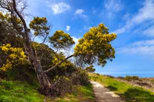 San Elijo Lagoon Trail-8627.jpg